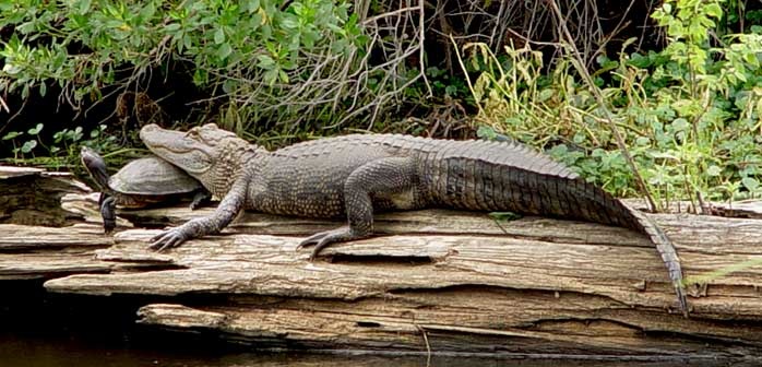 Cajun Pride Swamp Tours